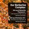 NatureWise Berberine 1000mg – Berberine Phytosome + HCI + Turmeric & Digestive Enzymes – Supports Healthy Blood Sugar + GI + Metabolism + Cholesterol – Non-GMO, USA Manufactured – [30 Day Supply]